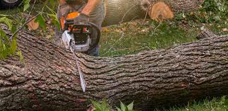 Best Tree and Shrub Care  in Great Falls, SC